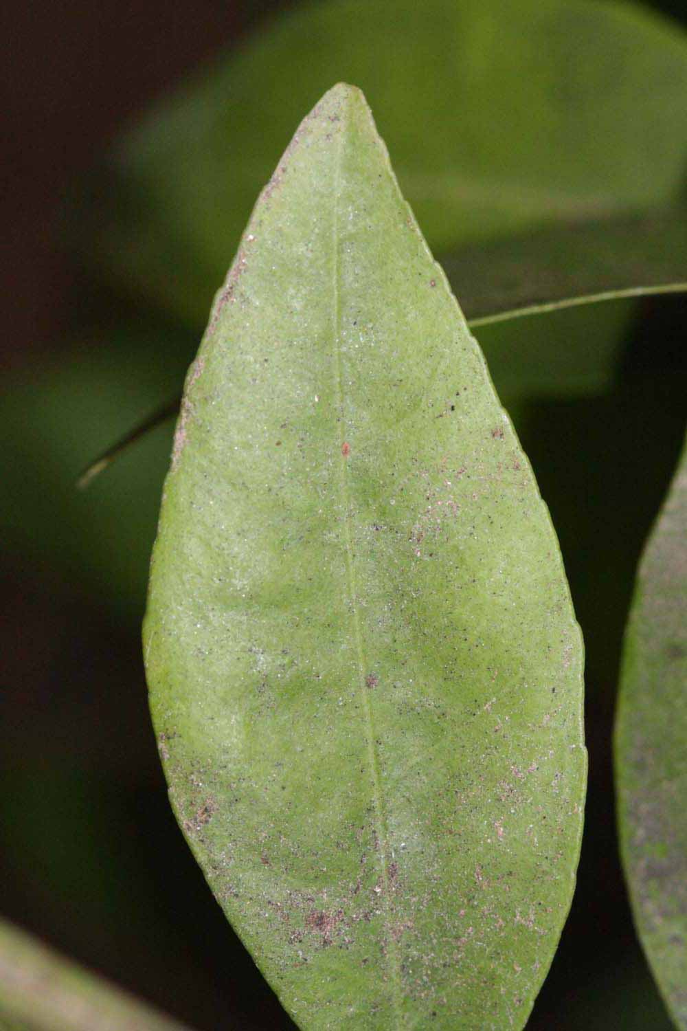              Margin (Riverside, CA)       